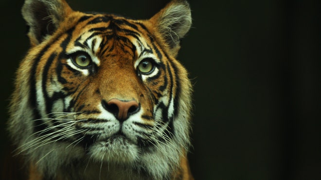tiger FNL.jpg